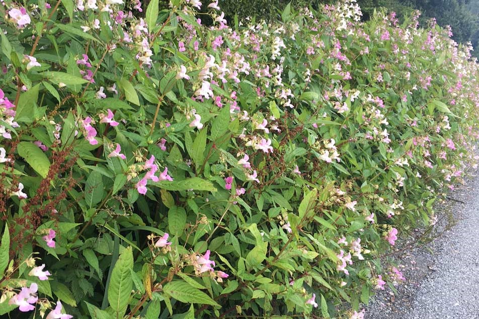 Himalayan balsam 1 - PCA